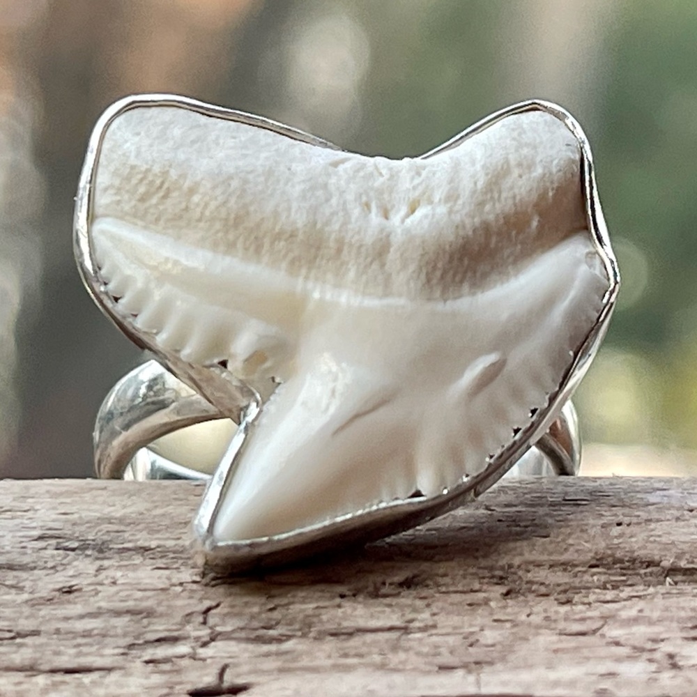 Genuine Shark Tooth Fossil Sterling Silver Ring | sz 8.75